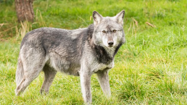 Среднерусский Лесной волк