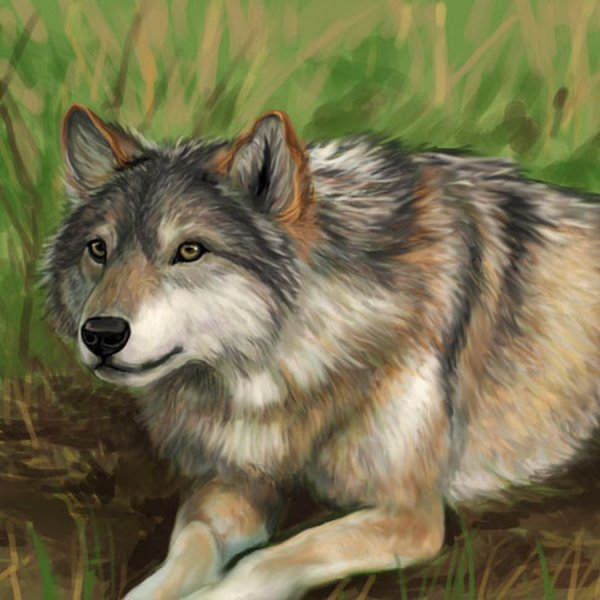 Притаившийся лют волк