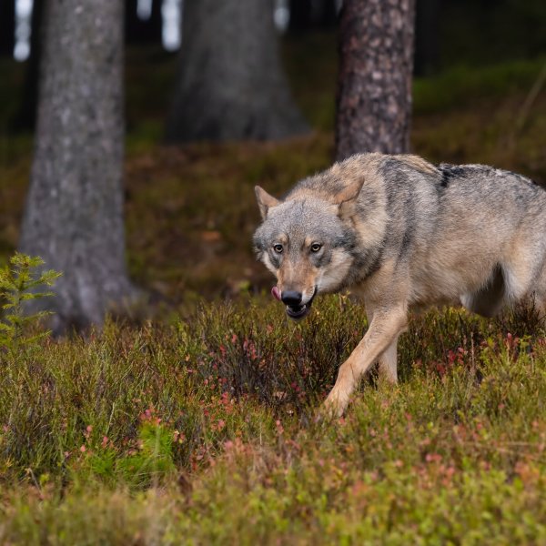 Макензийский волк