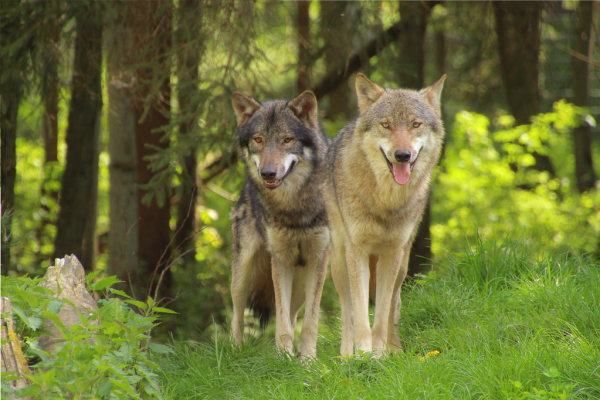 Серый волк для детей