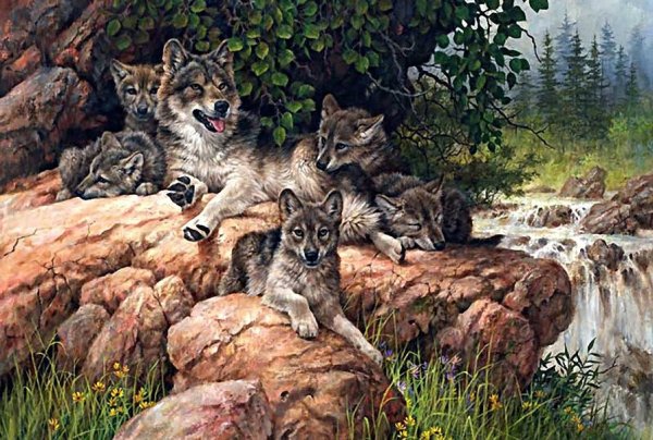 Волк санитар леса