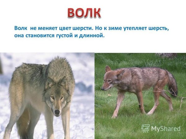 Canis Lupus Campestris