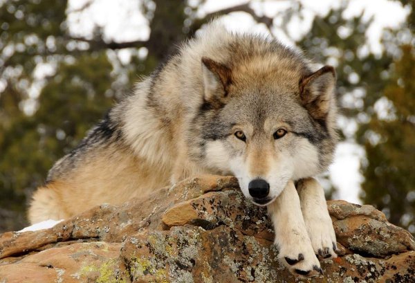 Волки в Йеллоустонском национальном парке