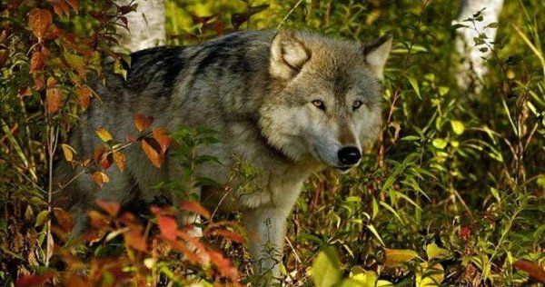 Волк весной