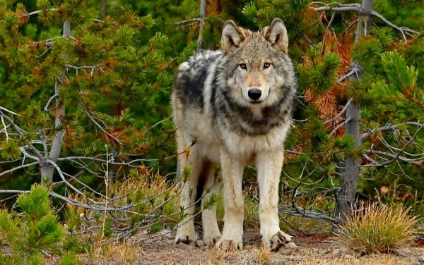 Волк фэнтези