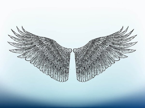 Рисование Крылья лебедя