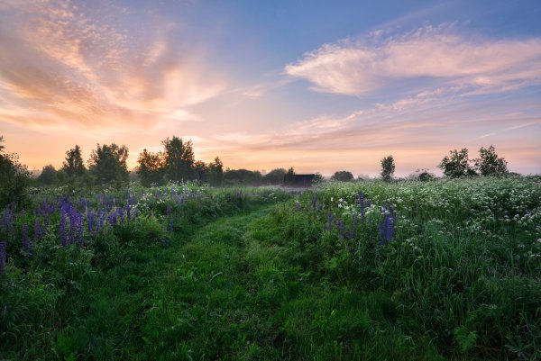 Летний рассвет в деревне