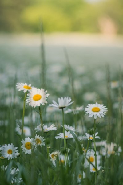 Природа ромашки