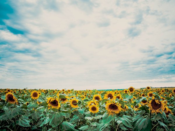 Августовский закат