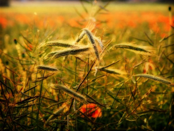 Времена года лето