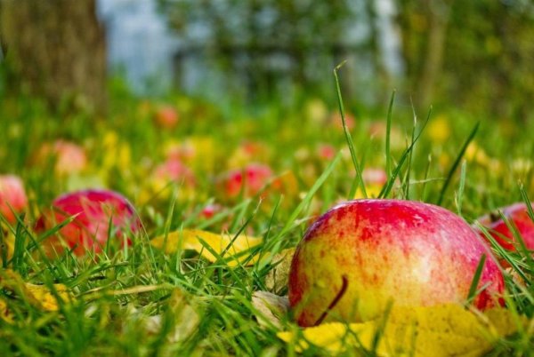 Осень в саду