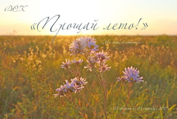 Подсолнухи на закате