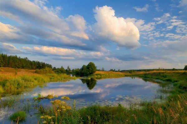 Цветы вдоль дороги