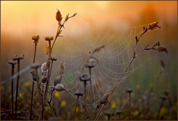 Осенние цветы