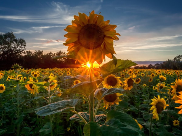 Июньский день лето