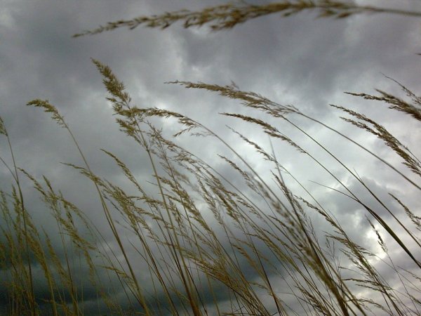 Летний пейзаж