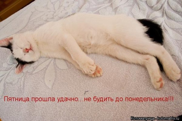 Грустная собака из Меема