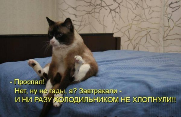 Девушка с утра проснулась приколы