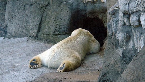 Мышонок Джерри спит