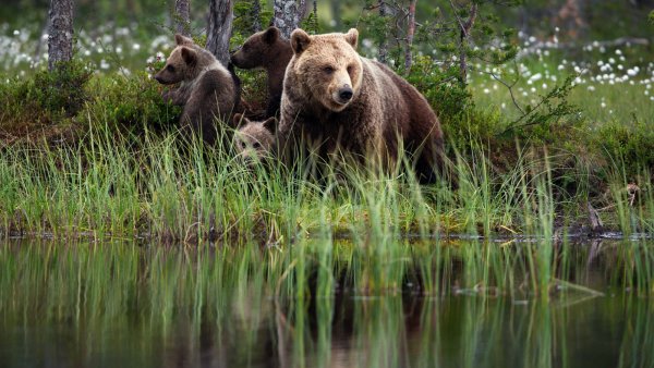 Бурый медведь в Талдомском районе