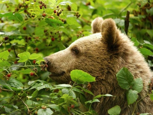 Медведь Гризли