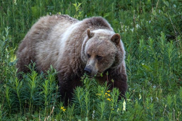 Мишка в лесу