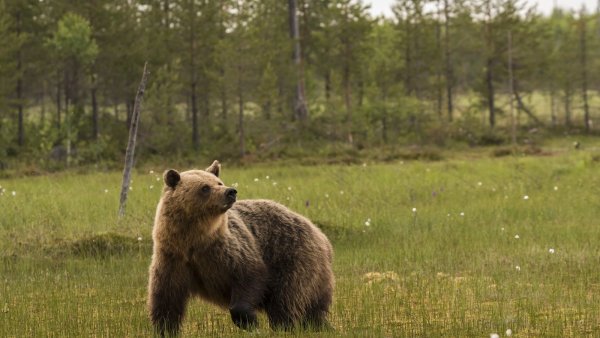 Бурый медведь