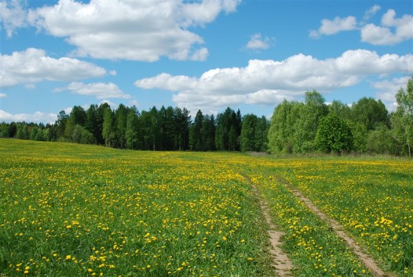 Лето луг на Урале