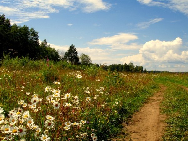 Поля и Луга России