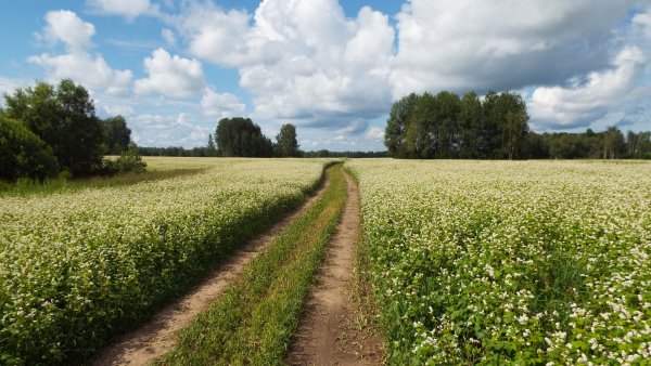 Полецкишки природа