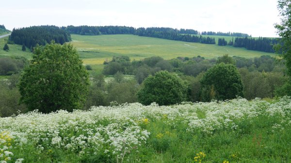 Луга Пермского края