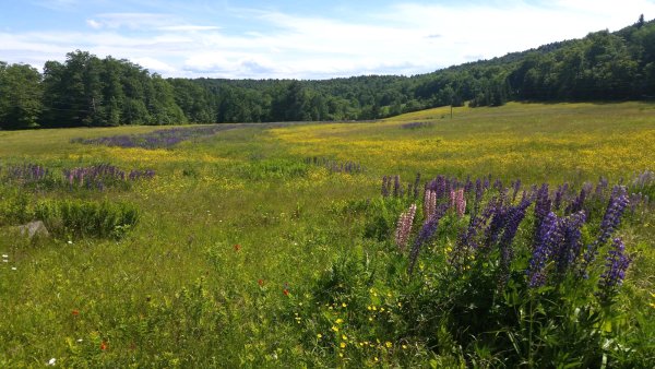 Луга Тверской области