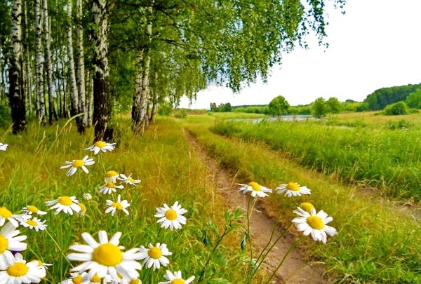 Ромашковое поле и дорога
