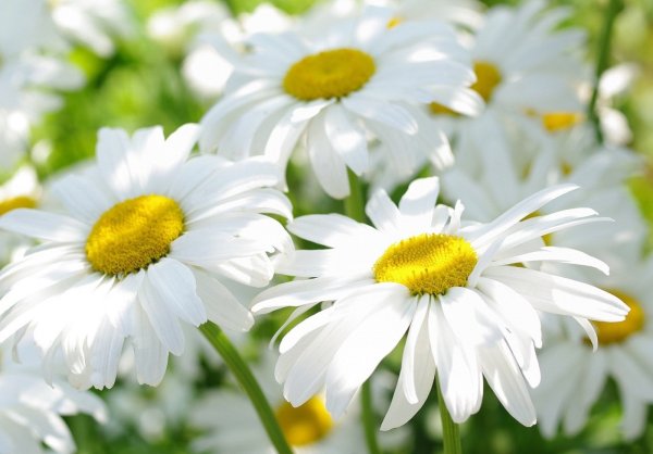 С первым июльским днем