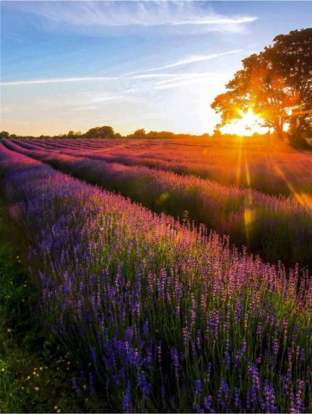 Летний пейзаж