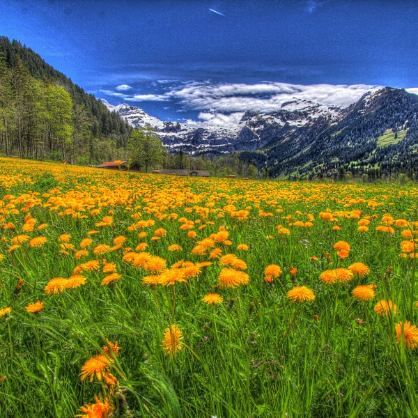 Летние пейзажи на рабочий стол