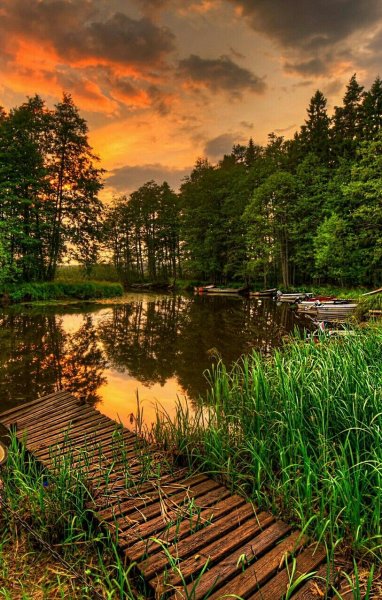 Летняя природа