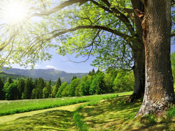 Россия просторы Березки реки