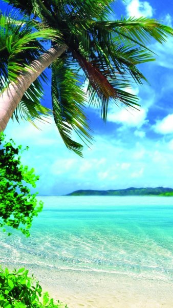 Красивые ромашки