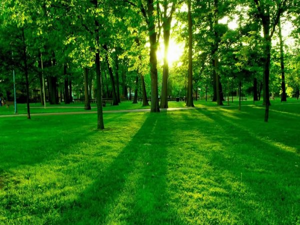 Лето вертикальные