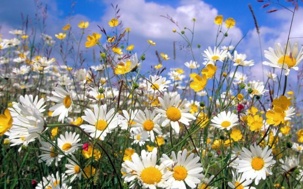 Березовая роща с озером