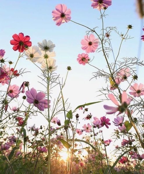 Июньские цветы