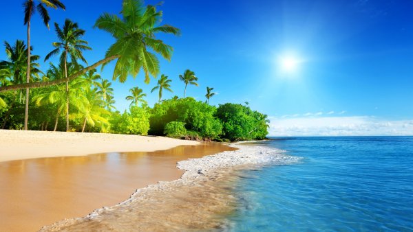 Космея многолетняя