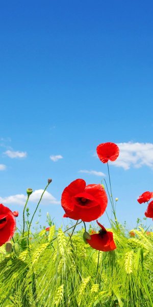 Лето природа цветы