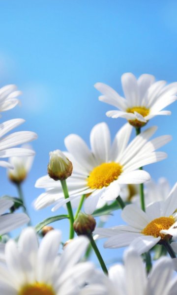 Пляж вертикальные