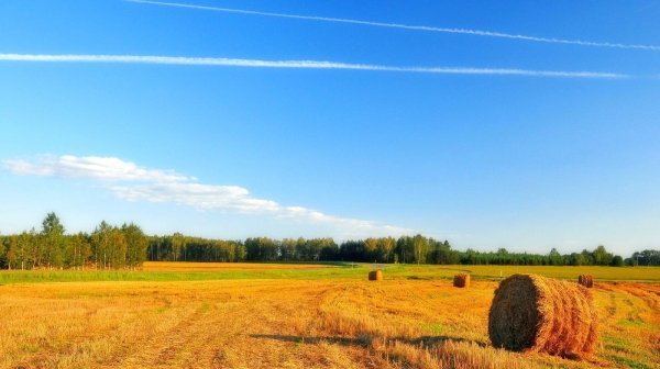 Август деревенская природа