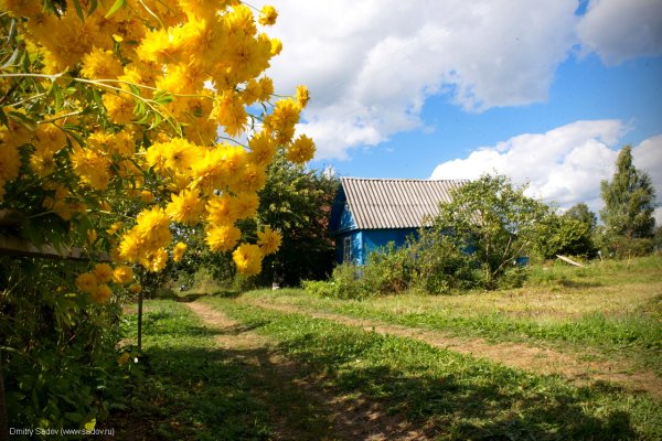 Желтые Деревенские цветы