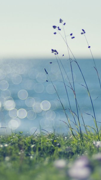 Ракушки Океанические