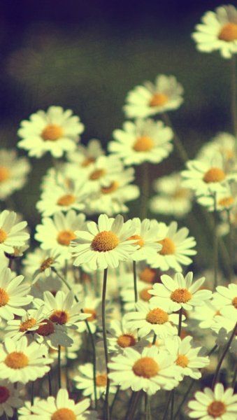 Цветы для профиля