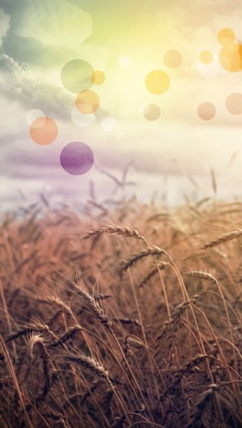 Зеленый лайм